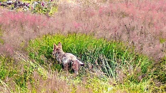 Das Bild der Forstlichen Versuchs- und Forschungsanstalt zeigt den jungen Wolf.