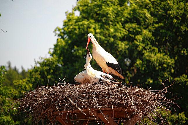 Hier wird Sausewind von einem Altstorch getränkt, wenige Tage, nachdem er seinen Sender erhalten hatte. Der andere Jungstorch im Horst ...