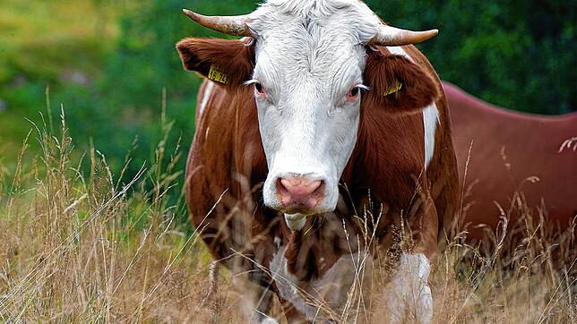 Das Fleisch von Bio-Weiderindern ist auf dem Verbrauchermarkt weiterhin beliebt. Das Fleischangebot ist derzeit allerdings knapp. Foto: ...