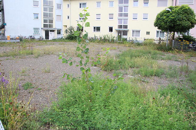 Ein Haselnussstrauch wächst auf dem Geisterparkplatz.