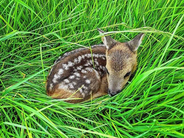 Nach der Geburt verfügt das Jungtier noch über keinen Fluchtinstinkt und duckt sich im Gras nach unten.