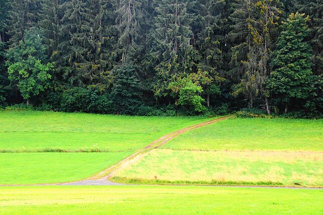 Blick auf den Weg, der in das erhöhte Waldstück Lohwald hinter VS-Villingen und neben Rietheim führt.