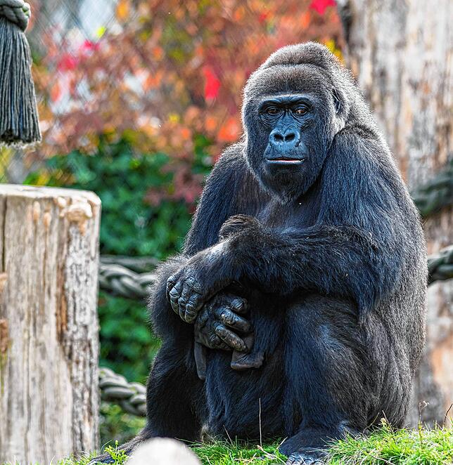 Gorilla Faddama ist mit 40 Jahren im Zoo Basel gestorben.