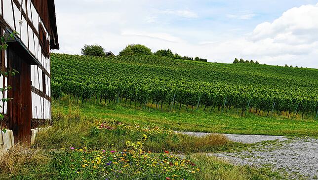 Umgeben von Reben und Fachwerk der Weingemeinde Bermatingen liegt der Festplatz des Weinfests.