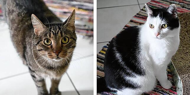 Kater Felix (links) und Katze Minka (rechts) suchen ein neues Zuhause. Die beiden möchten aber nur im Doppelpack adoptiert werden.