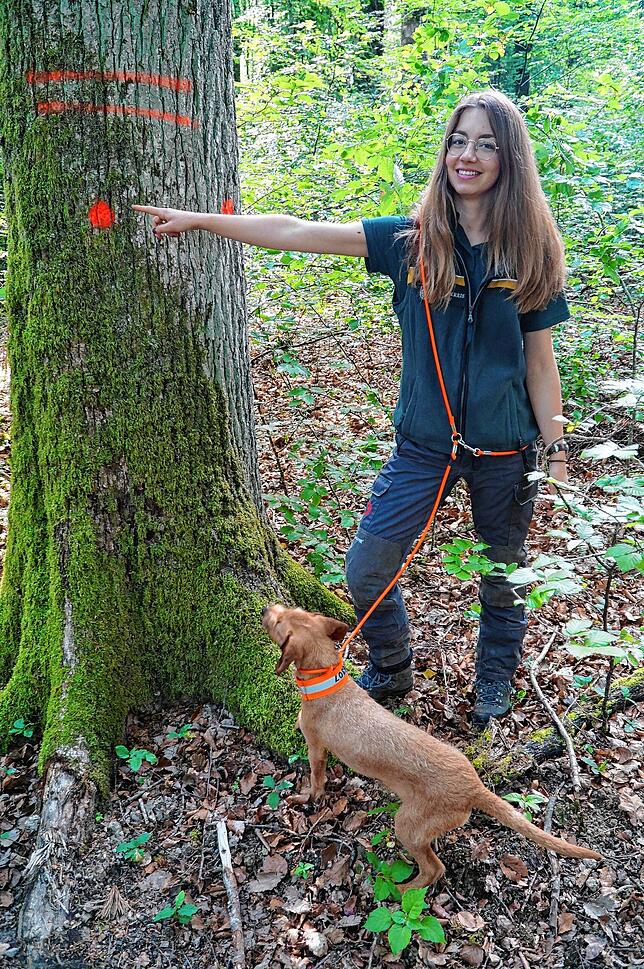 Försterin Rebecca Göttel zeigt den roten Punkt an der Eiche, der den Baum als Lebensbaum ausweist. In einem Teil des Waldes von ...