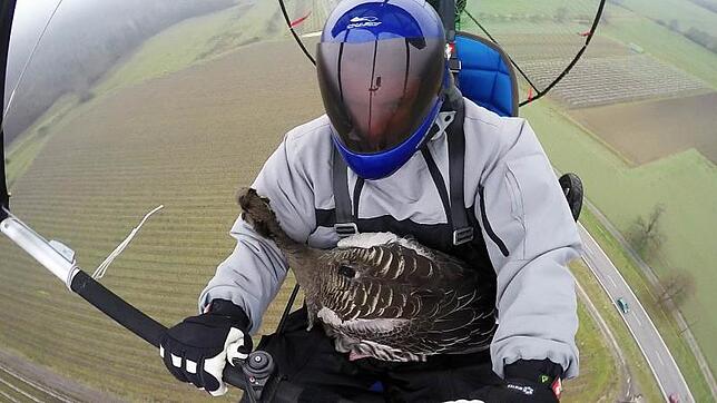 Pilot und Passagier: Drachenflieger Quetting hat eine Gans auf dem Schoß. Sie hat sich die Energie, die sie für den Start braucht, ...