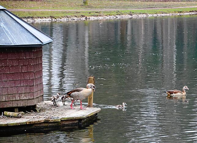 Auch das Entenhäuschen auf dem Weiher haben die Nilgänse schon in Beschlag genommen.