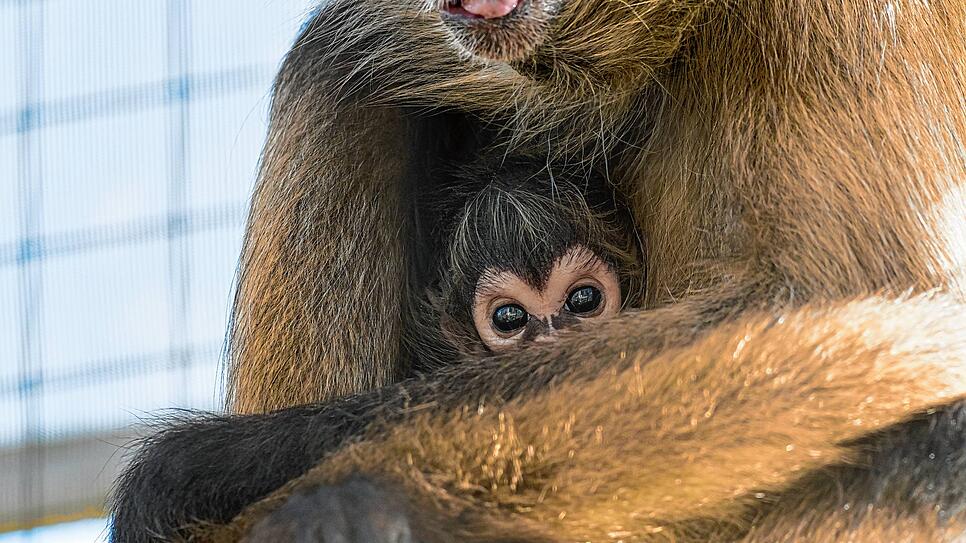 Ganz fest in Mamas Arm kuschelt sich das Klammeraffen-Baby.