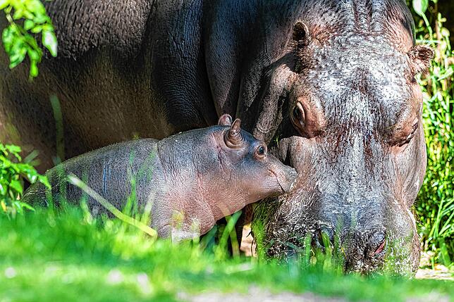 Bild 10: So niedlich: Flusspferd-Baby Serena entdeckt die Welt