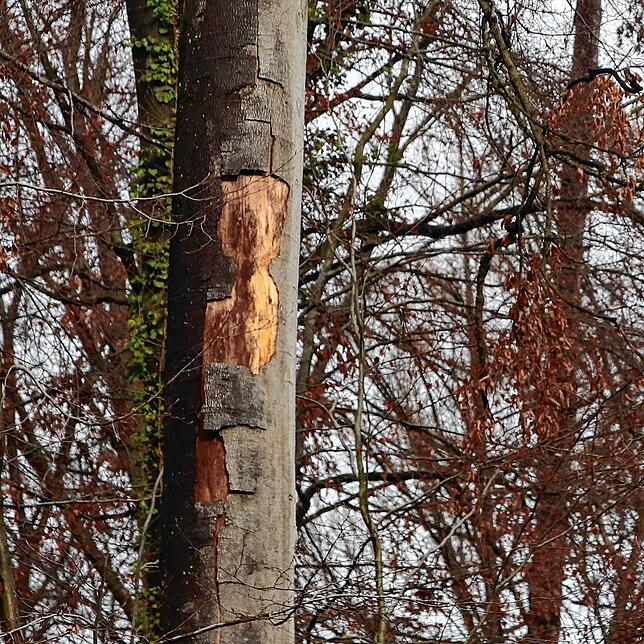 An dieser 30 Meter hohen Buche zeigt sich der Klimawandel: Ein riesiges Stück Rinde ist abgeplatzt, die Krone mittlerweile ...