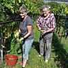 Ein bewährtes Team aus 25 Helfern ist derzeit an der Weinlese auf der Reichenau &ndash; darunter Carmen Glönkler und Edi Böhler, der ...