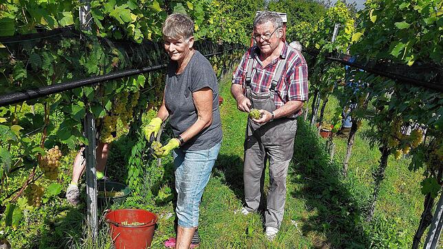 Ein bewährtes Team aus 25 Helfern ist derzeit an der Weinlese auf der Reichenau &ndash; darunter Carmen Glönkler und Edi Böhler, der ...