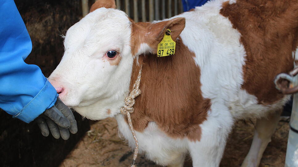 Dieses Kalb ist ein sogenanntes Fleckvieh. Bei der Auktion der Rinderunion Baden-Württemberg wird es meistbietend versteigert.