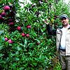 &bdquo;Wir können zufrieden sein dieses Jahr&ldquo;: Thomas Ainser aus Ittendorf in einer Anlage voller Red Delicious.