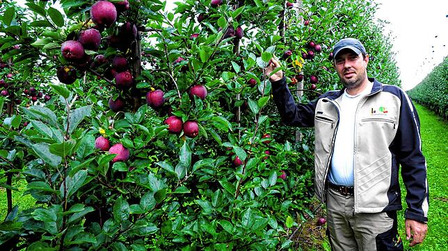 &bdquo;Wir können zufrieden sein dieses Jahr&ldquo;: Thomas Ainser aus Ittendorf in einer Anlage voller Red Delicious.