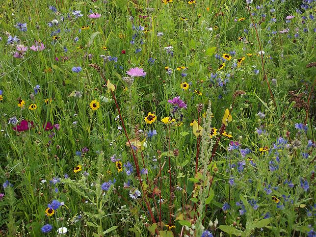 Bunt und ein echtes Paradies für Bienen: die Wildblumenwiese der Schülerfirma in Laufenburg.