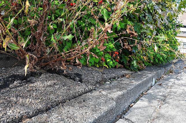 Der Bordstein ist von der Natur vereinnahmt, die Asphaltdecke ist angehoben: eine Erinnerung an die Bäume, die früher auf dem Grünwinkel ...