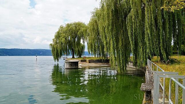 Vereinzelt bleiben die Trauerweiden auf dem ehemaligen Campingplatz stehen, "etwa zehn", wie die BÜB auflistet, werden in nächster Zeit ...