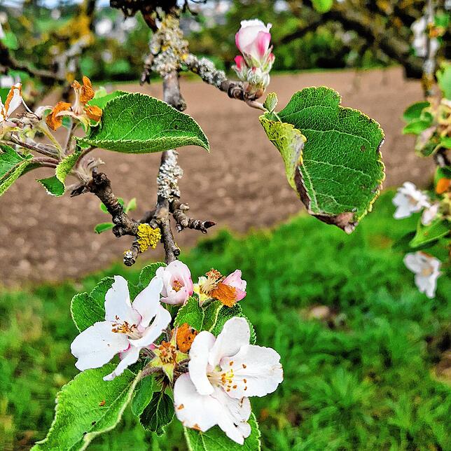 Blühender Apfelbaum im Herbst: Das Bild wurde von SÜDKURIER-Leserin Liane Bordasch an der Wutach zwischen Schwerzen und Wutöschingen ...