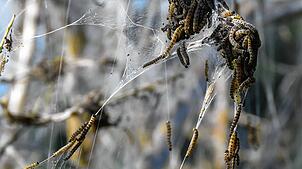 Gespinstmotten befallen aktuell Hecken im Bereich Wartenberg auf der Gemarkung Geisingen. Sind die Wirtspflanzen kahl oder die Raupen ...