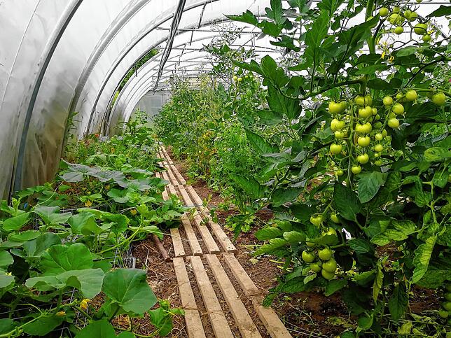 In diesem Gewächshaus am Ralzhof ziehen Beate Wohlfahrt und zehn Deisendorfer Familien Tomaten hoch. Es ist eine Gemeinschaftsaktivität, ...