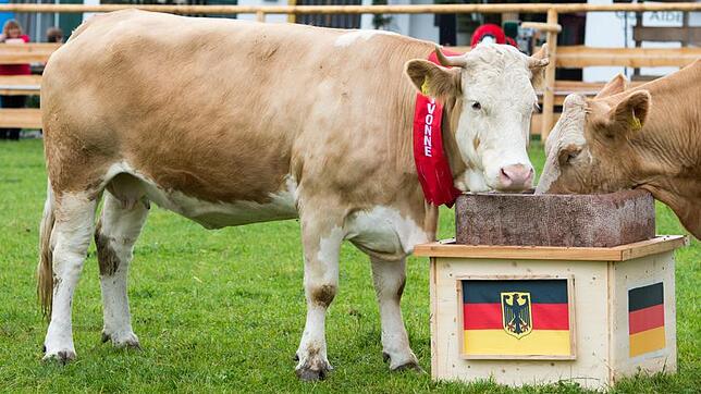 Kuh Yvonne auf dem Gnadenhof Gut Aiderbichl nahe Deggendorf (Niederbayern) neben einem Trog mit den Flaggen von Deutschland.