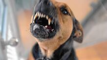 Bild : Hundetrainerin erklärt: So sollte ich mich bei einem Hundeangriff verhalten