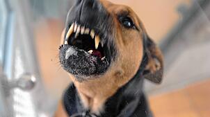 Bild : Hundetrainerin erklärt: So sollte ich mich bei einem Hundeangriff verhalten