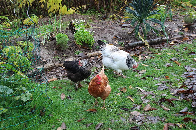 Anna, Professor Mömpel und Gardi hatten bis vor wenigen Tagen den Garten im Mömpelgardweg für sich.