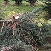 Hier stand der Weihnachtsbaum. Jetzt ist er weg.