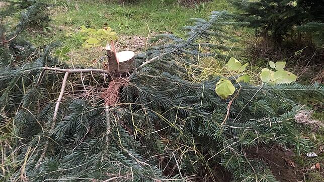 Hier stand der Weihnachtsbaum. Jetzt ist er weg.