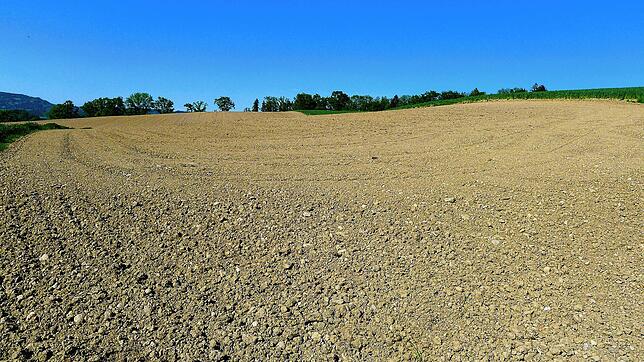 Auf diesem Acker, südlich von Grünwangen und oberhalb der Kreisstraße 7744, soll eine Agri-PV-Anlage gebaut werden. Bild: Wolf-Dieter Guip