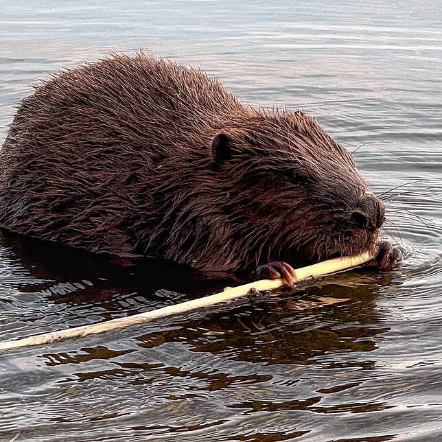 (Symbolbild) Dieser Biber bearbeitet im Sommer 2024 einen Holzzweig am Radolfzeller Seeufer. Auch in der Konstanzer Schmugglerbucht und ...