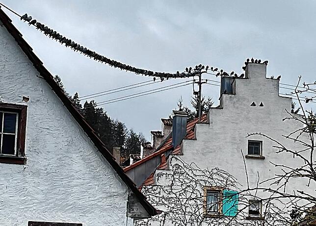 In einer großen Zahl sammeln sich die Zuchttauben aus der Zimmerer Taubenhaltung auf einem Stromkabel oberhalb der Straßen des Ortes. ...