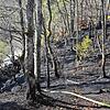 Feuerwehrleute löschen einen Waldbrand in der Nähe der Albtalstraße zwischen den Albbrucker Ortsteilen Schachen und Buch.