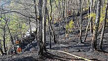 Feuerwehrleute löschen einen Waldbrand in der Nähe der Albtalstraße zwischen den Albbrucker Ortsteilen Schachen und Buch.