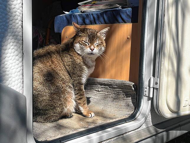 Kater Felix ist nach sechs Jahren wieder zurück bei seiner Besitzerfamilie in Endingen.