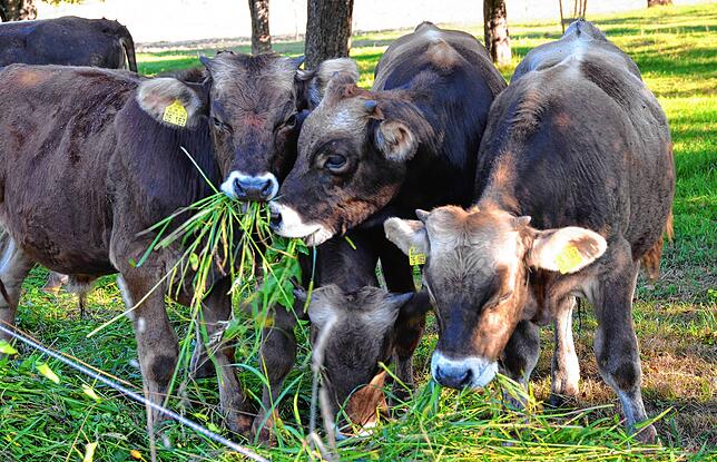 Die Kühe lassen sich das frische Futter schmecken.