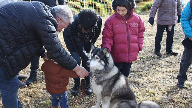 Streicheleinheiten für die Schlittenhunde gab es reichlich im Husky-Camp.