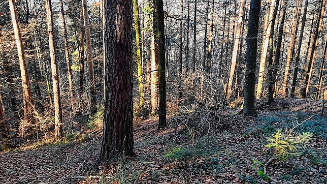 Hier soll es irgendwann wieder Baumriesen geben. Die Gemeinde Rielasingen-Worblingen möchte am Arlener Berg ein Waldrefugium ausweisen. ...