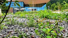 Die Außenanlagen beim Schwaketenbad sind neu angelegt. Allerdings blitzt zwischen den Stauben und Sträuchern Mineralmulch auf, der auf ...
