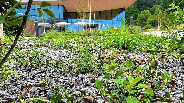 Die Außenanlagen beim Schwaketenbad sind neu angelegt. Allerdings blitzt zwischen den Stauben und Sträuchern Mineralmulch auf, der auf ...