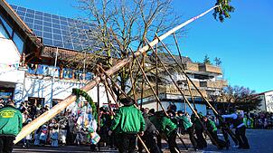 Die Zimmermannsgilde hievt mithilfe von hölzernen Schwalben den Narrenbaum vor dem Daisendorfer Rathaus in die Höhe.