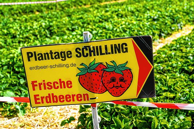 Bild 2: Sommerzeit ist Erdbeerzeit