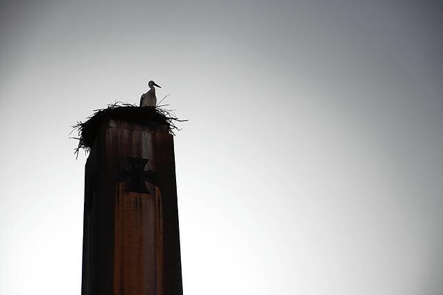 Bild 6: Traute Zweisamkeit: Die Störche Hans und Nelli II sind wieder in ihr Nest in der Oberstadt zurückgekehrt