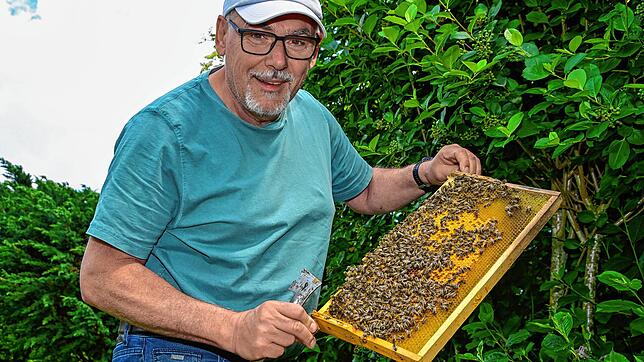 Hobbyimker Andreas Keil mit einer Wabe aus einem seiner noch verbliebenen Bienenstöcke. Zwei Bienenstöcke, deren Waben prallvoll mit ...