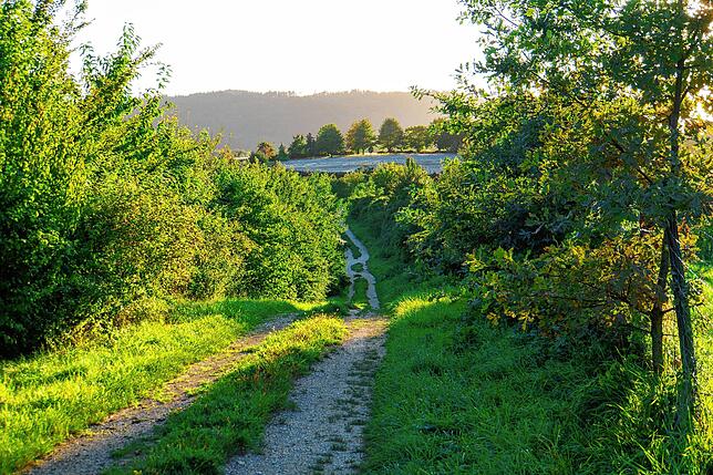 Über vier Kilometer erstrecken sich Hecken, Sträucher und Bäume und bilden den Biotopverbund Grünes Band Wahlwies. Er bietet vielen ...