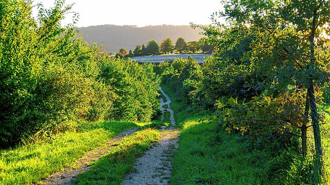 Über vier Kilometer erstrecken sich Hecken, Sträucher und Bäume und bilden den Biotopverbund Grünes Band Wahlwies. Er bietet vielen ...