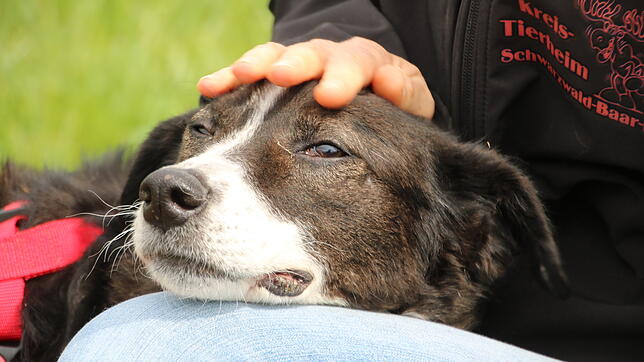 Erstmal Streicheleinheiten: Gleich 40 Hunde kamen im April als Notfallaufnahme ins Kreistierheim. Ein Teil der Hunde kann bereits in die ...